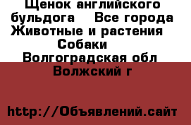 Щенок английского бульдога  - Все города Животные и растения » Собаки   . Волгоградская обл.,Волжский г.